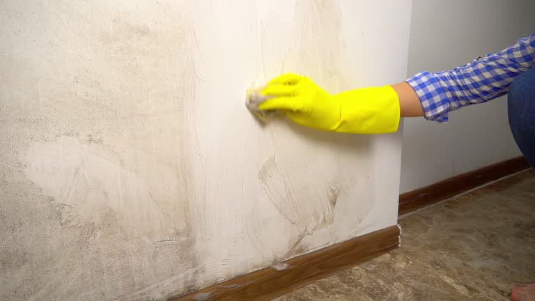 Best Comprehensive Air Testing for Mold Contaminants  in North Terre Haute, IN
