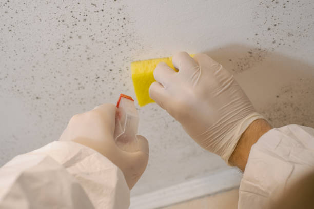 Best Real Estate Mold Inspection  in North Terre Haute, IN