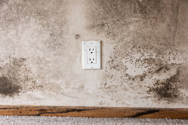 Best Air Quality Testing for Mold Spores  in North Terre Haute, IN