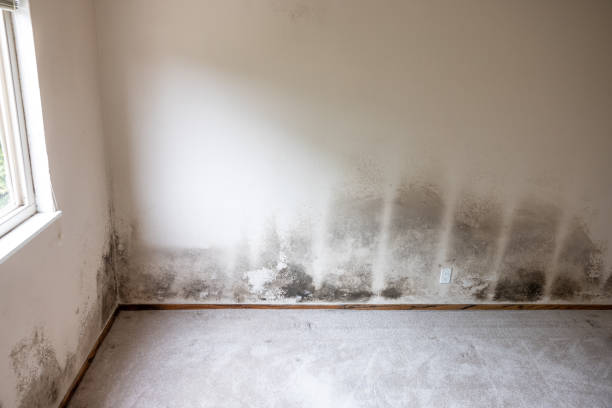 Best Mold Odor Removal Services  in North Terre Haute, IN