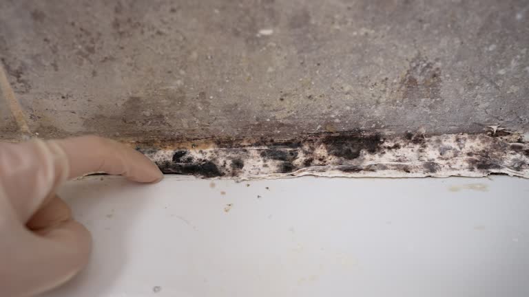 Best Forensic Mold Investigation  in North Terre Haute, IN