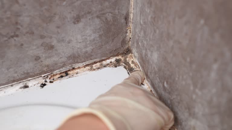 Best Mold Removal for HVAC Installations  in North Terre Haute, IN