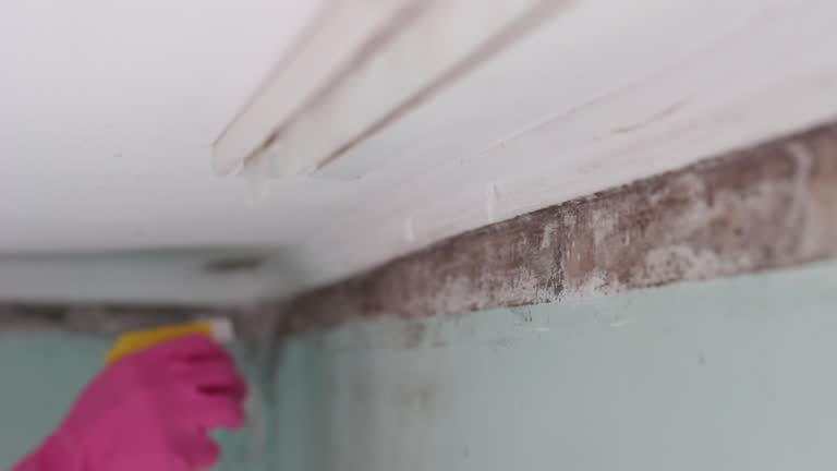 Best Biohazard Mold Removal  in North Terre Haute, IN